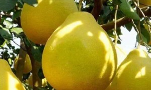 产地产销对接 助力广东梅州金柚“出山入海香飘全球”